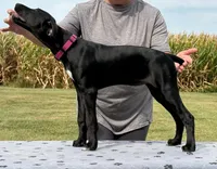 Freya BirdDog Kennel PottyTrained AKC ENS ESI DNA, a female German Shorthaired Pointer for sale in Shenandoah, IA – 2 of 10