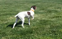 READY NOW! Fritz AKC ENS ESI Started DNA CLEAR, a male German Shorthaired Pointer for sale in Shenandoah, IA – 6 of 9