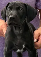 READY NOW! Fritz AKC ENS ESI Started DNA CLEAR, a male German Shorthaired Pointer for sale in Shenandoah, IA – 4 of 9