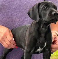 READY NOW! Fritz AKC ENS ESI Started DNA CLEAR, a male German Shorthaired Pointer for sale in Shenandoah, IA – 3 of 9