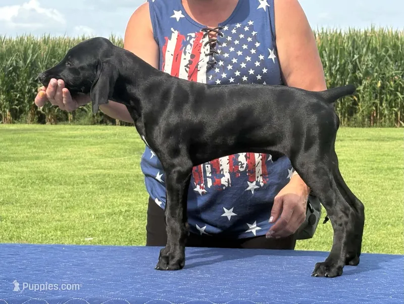 READY NOW! Fritz AKC ENS ESI Started DNA CLEAR – German Shorthaired Pointer puppy for sale in Shenandoah, IA