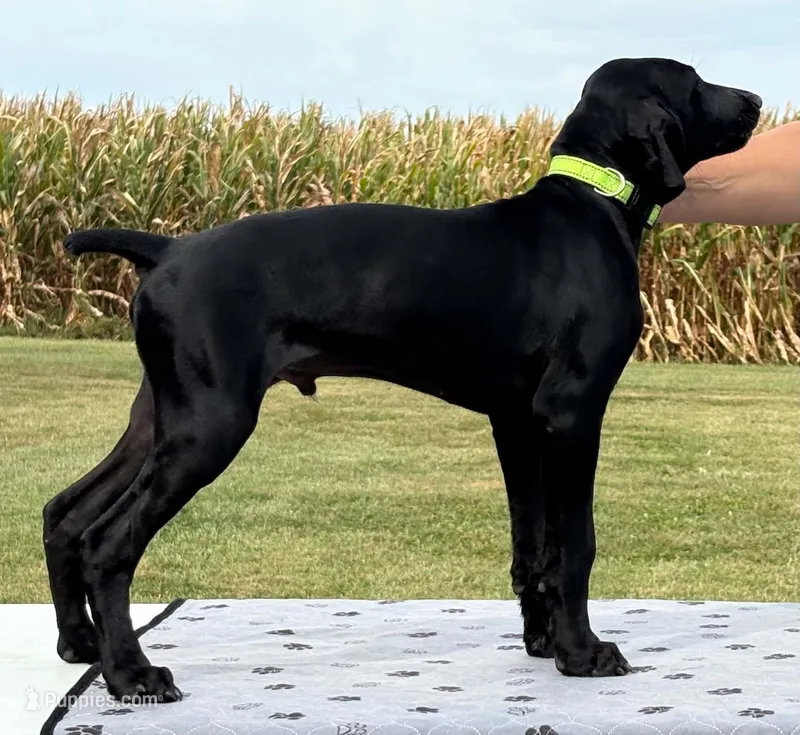 Fritz AKC Started BirdDog Kennel Potty Trained – German Shorthaired Pointer puppy for sale in Shenandoah, IA