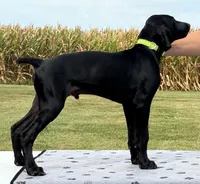 Fritz AKC Started BirdDog Kennel Potty Trained, a male German Shorthaired Pointer for sale in Shenandoah, IA – 1 of 10