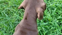 Suede AKC ENS & ESI, a female German Shorthaired Pointer for sale in Shenandoah, IA – 3 of 10