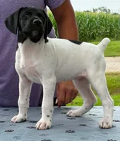 Gretchen AKC ENS & ESI, a female German Shorthaired Pointer for sale in Shenandoah, IA – 1 of 7