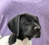 Gretchen AKC ENS & ESI, a female German Shorthaired Pointer for sale in Shenandoah, IA – 4 of 7