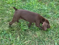 Suede AKC ENS & ESI, a female German Shorthaired Pointer for sale in Shenandoah, IA – 2 of 10