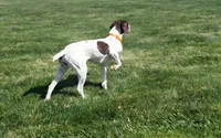 Suede AKC ENS & ESI, a female German Shorthaired Pointer for sale in Shenandoah, IA – 6 of 10