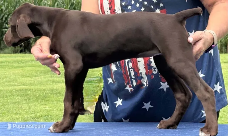 Greta AKC ENS & ESI First Class READY NOW $REDUCED – German Shorthaired Pointer puppy for sale in Shenandoah, IA
