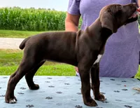 Greta AKC ENS & ESI, a female German Shorthaired Pointer for sale in Shenandoah, IA – 2 of 6
