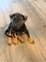 Bear, a male German Shepherd Dog and Rottweiler for sale in Placentia, CA – 3 of 3