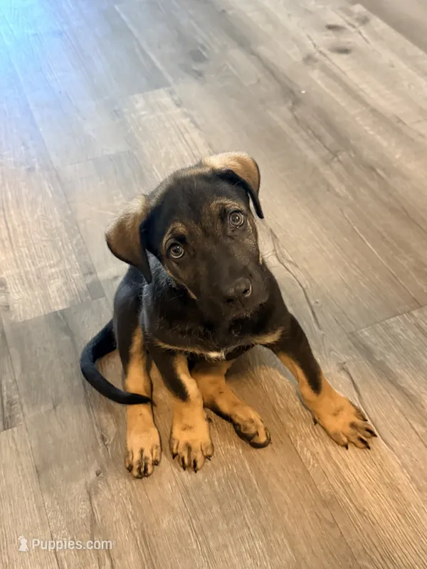 Bear – German Shepherd Dog, Rottweiler puppy for sale in Placentia, CA