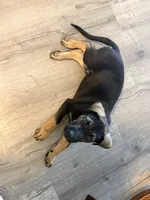 Bear, a male German Shepherd Dog and Rottweiler for sale in Placentia, CA – 2 of 3
