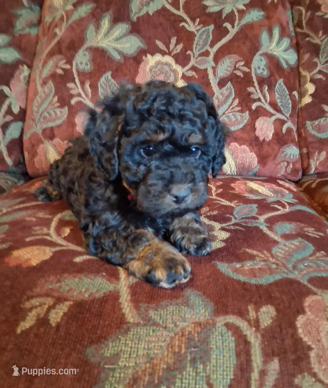 Micro Mini Fiona – Miniature Goldendoodle puppy for sale in Alma, MI