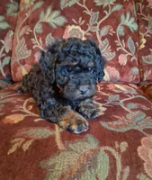 Micro Mini Fiona, a female Miniature Goldendoodle for sale in Alma, MI – Photo 1 of 4
