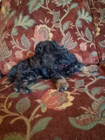 Micro Mini Fiona, a female Miniature Goldendoodle for sale in Alma, MI – Photo 4 of 4