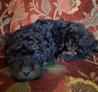 Micro Mini Fiona, a female Miniature Goldendoodle for sale in Alma, MI – Photo 2 of 4