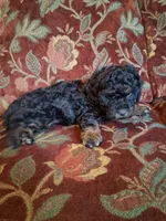 Micro Mini Fiona, a female Miniature Goldendoodle for sale in Alma, MI – Photo 3 of 4
