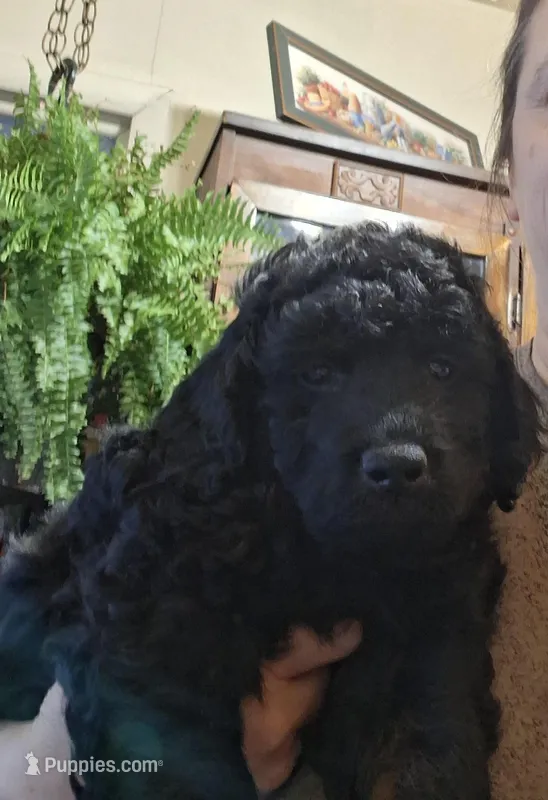 Mini Benji – Miniature Goldendoodle puppy for sale in Alma, MI