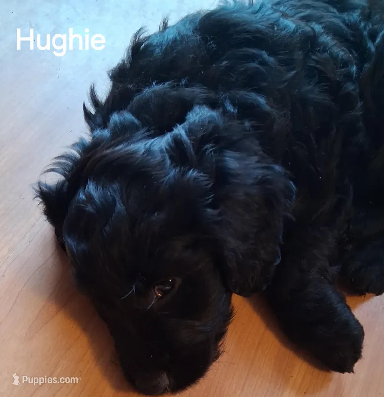 Hughie – Miniature Goldendoodle puppy for sale in Alma, MI