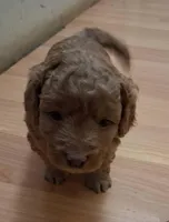 Micro Mini Maura, a female Miniature Goldendoodle for sale in Alma, MI – Photo 2 of 4