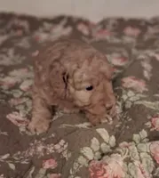 Micro Mini Maura, a female Miniature Goldendoodle for sale in Alma, MI – Photo 3 of 4