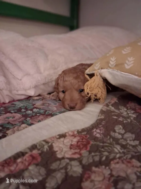 Micro Mini Maura – Miniature Goldendoodle puppy for sale in Alma, MI