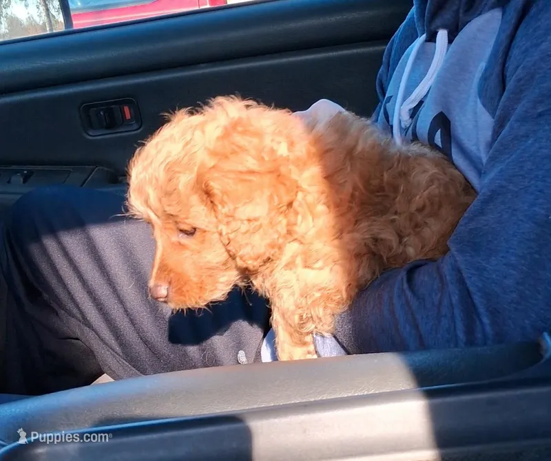 Micro Mini Maura – Miniature Goldendoodle puppy for sale in Alma, MI