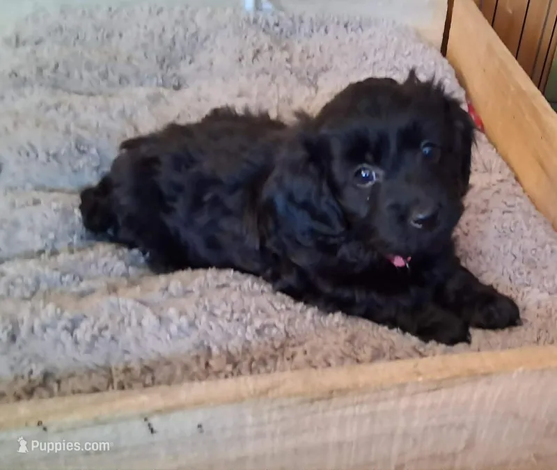 Micro Mini Dora – Miniature Goldendoodle puppy for sale in Alma, MI