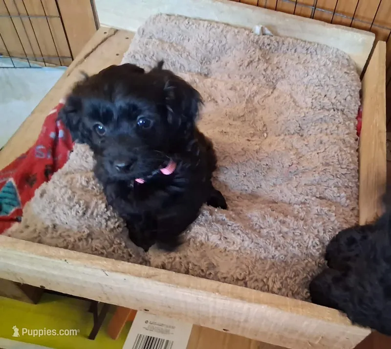 Micro Mini Dora – Miniature Goldendoodle puppy for sale in Alma, MI
