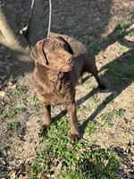 Ladee, a female Labrador Retriever for sale in Sullivan, MO – 7 of 7