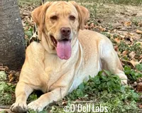 Elcie, a female Labrador Retriever for sale in Sullivan, MO – 1 of 7