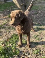 Ladee, a female Labrador Retriever for sale in Sullivan, MO – 2 of 7