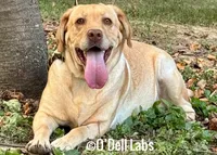 Elcie, a female Labrador Retriever for sale in Sullivan, MO – 4 of 7