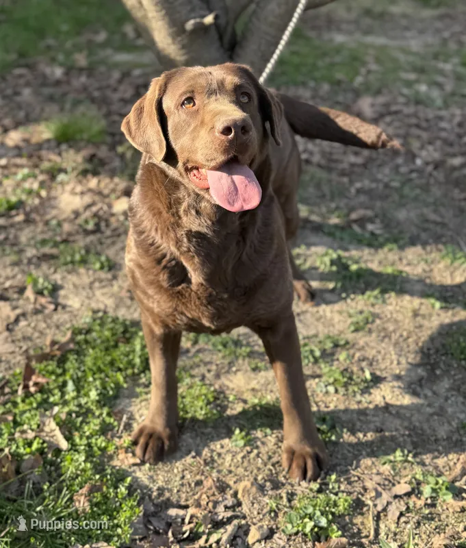 Ladee – Labrador Retriever puppy for sale in Sullivan, MO