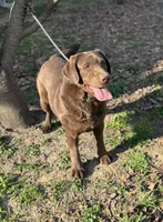 Ladee, a female Labrador Retriever for sale in Sullivan, MO – 5 of 7