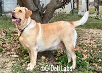 Elcie, a female Labrador Retriever for sale in Sullivan, MO – 5 of 7