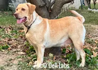Elcie, a female Labrador Retriever for sale in Sullivan, MO – 7 of 7