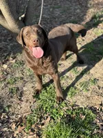 Ladee, a female Labrador Retriever for sale in Sullivan, MO – 6 of 7