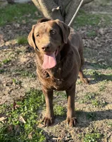 Ladee, a female Labrador Retriever for sale in Sullivan, MO – 3 of 7