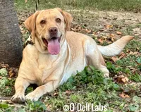 Elcie, a female Labrador Retriever for sale in Sullivan, MO – 2 of 7