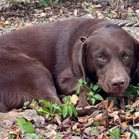 Bluey, a female Labrador Retriever for sale in Sullivan, MO – Photo 2 of 8