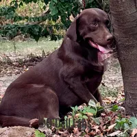 Bluey, a female Labrador Retriever for sale in Sullivan, MO – Photo 6 of 8