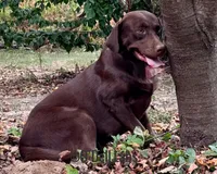Bluey, a female Labrador Retriever for sale in Sullivan, MO – Photo 6 of 8
