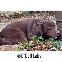 Bluey, a female Labrador Retriever for sale in Sullivan, MO – Photo 5 of 8