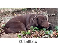 Bluey, a female Labrador Retriever for sale in Sullivan, MO – Photo 5 of 8