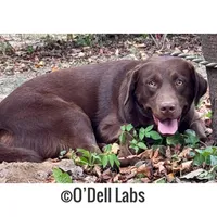 Bluey, a female Labrador Retriever for sale in Sullivan, MO – Photo 4 of 8