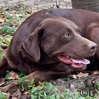 Bluey, a female Labrador Retriever for sale in Sullivan, MO – Photo 1 of 8