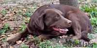 Bluey, a female Labrador Retriever for sale in Sullivan, MO – Photo 1 of 8