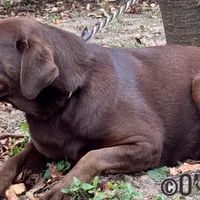 Bluey, a female Labrador Retriever for sale in Sullivan, MO – Photo 3 of 8